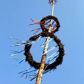 maibaum allgemein - zur Detailansicht wechseln